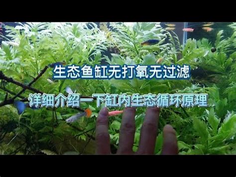 魚缸理論|魚缸理論:意義,運用,